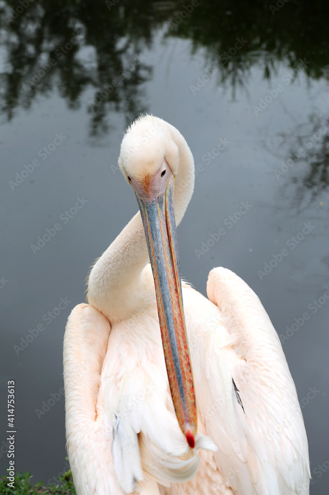 Pelican bird posing at shore in autumn weather Pelican bird posing at shore in autumn weather