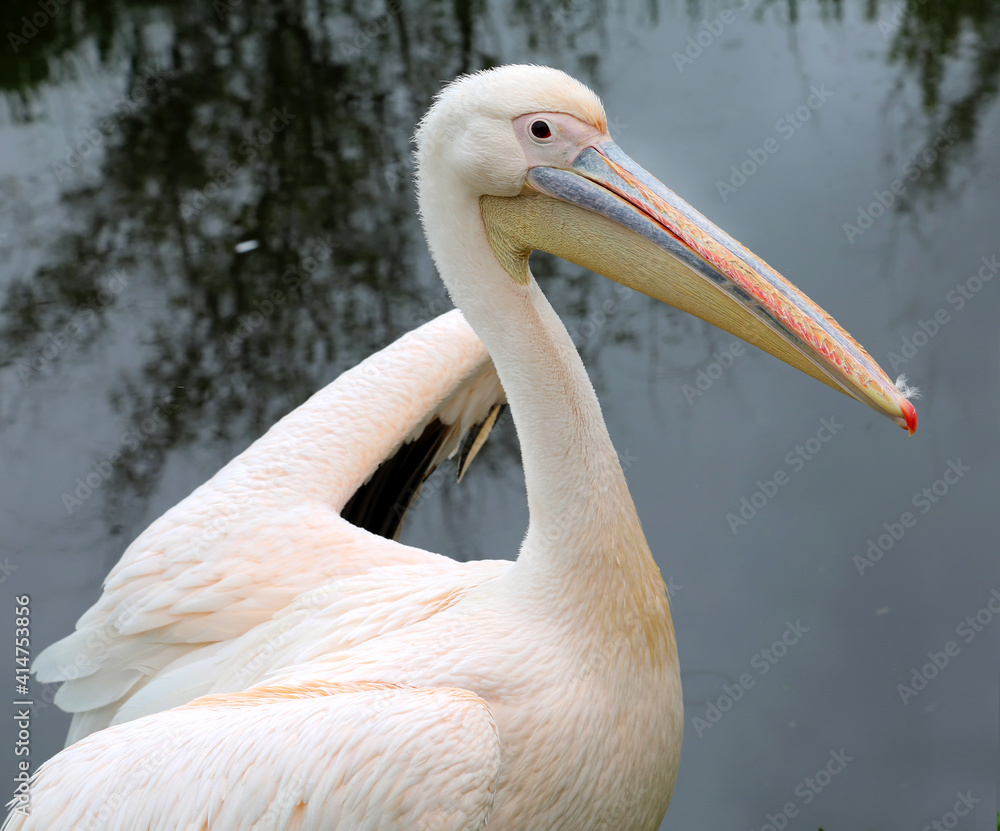 Pelican bird posing at shore in autumn weather Pelican bird posing at shore in autumn weather