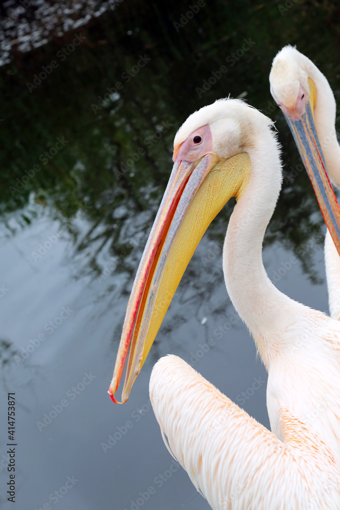 Pelican bird posing at shore in autumn weather Pelican bird posing at shore in autumn weather