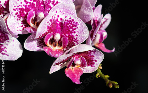 Orchid - Phalaenopsis photo