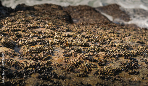 Goose barnacles also called stalked barnacles or gooseneck barnacles are hitting by the sea waves but they are able to resist and remain fixed to stones photo