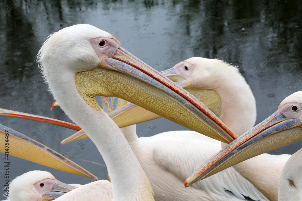 Pelican bird posing at shore in autumn weather