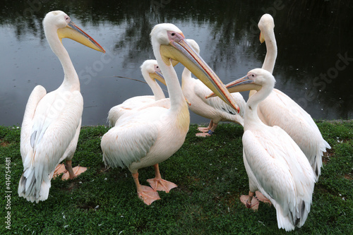 Pelican bird posing at shore in autumn weather © acceptfoto