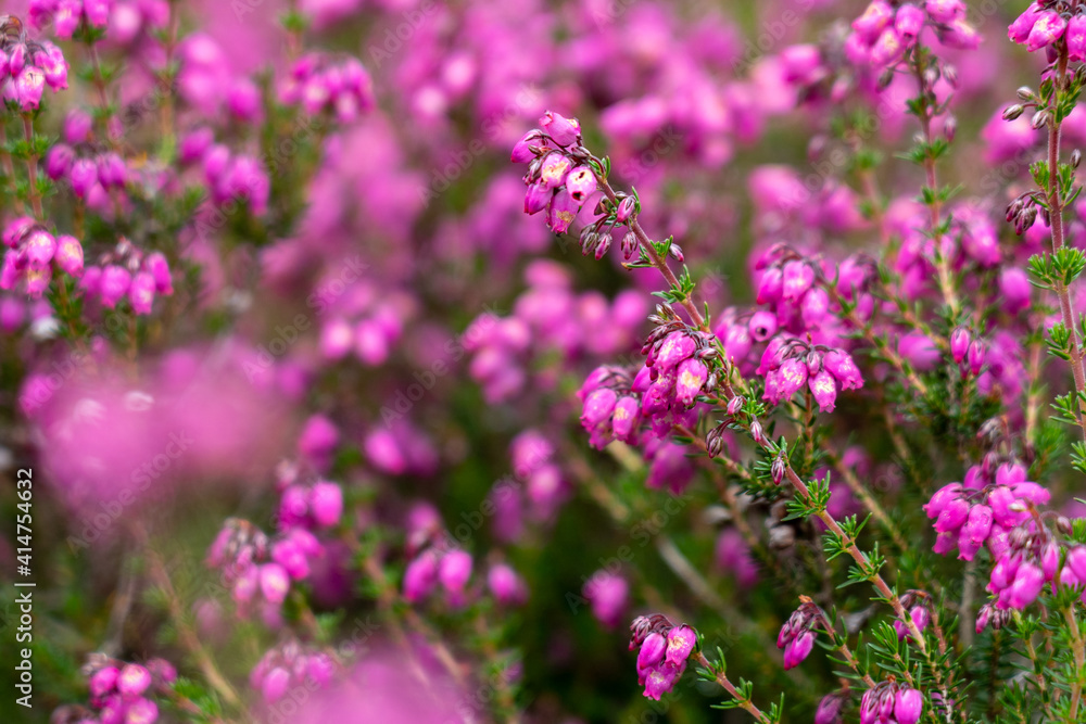 Purple heather closeup in summer