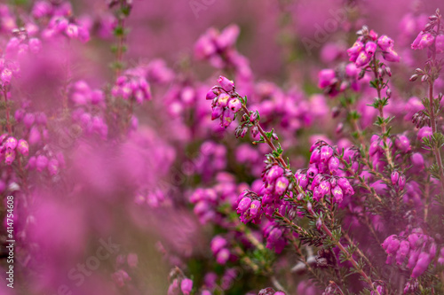 Purple heather closeup in summer