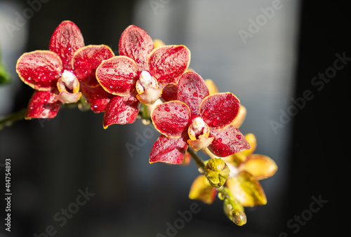 Orchid - Phalaenopsis photo