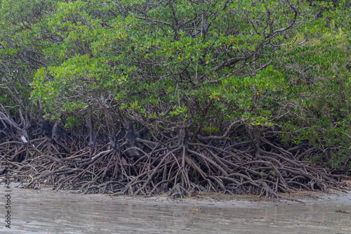 A mangrove forest at Cape Tribulation in Queensland, Australia