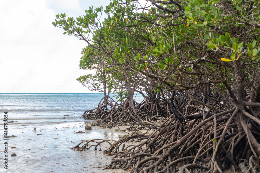A mangrove forest at Cape Tribulation in Queensland, Australia A mangrove forest at Cape Tribulation in Queensland, Australia