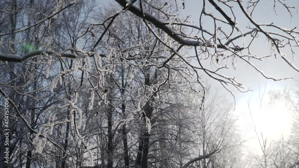 Russia. Snowflakes on tree branches after a snowfall close-up in the Kronstadt Park. Russia. Snowflakes on tree branches after a snowfall close-up in the Kronstadt Park.