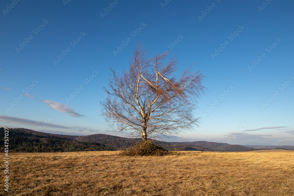 Obraz premium tree in the autumn