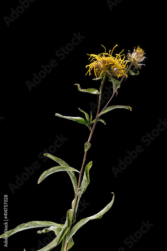 Dried dead Dandelion flower isolated on black background. Sample of a flower in oriental style with pastel colors.
