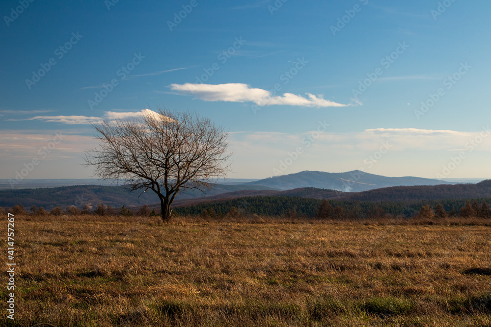 tree in the field tree in the field