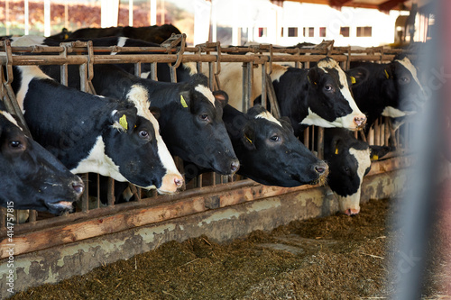 Group Of Milk Cows Standing In Livestock Stall And Eating Hay At Dairy Farm