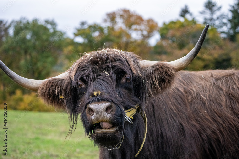 Long-haired longhorn black highland cattle on meadow in hessen, germany