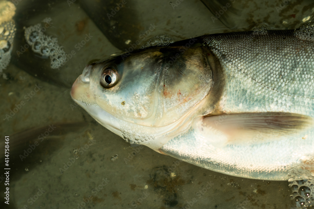 Silver carp is a species of freshwater cyprinid fish Silver carp is a species of freshwater cyprinid fish