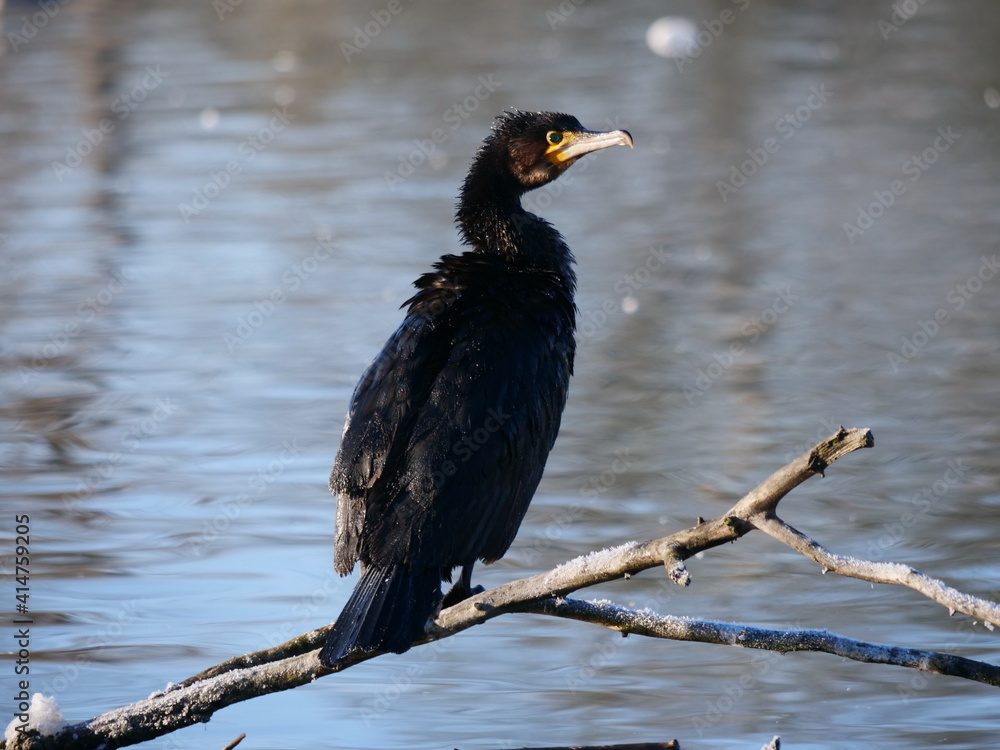 Fototapeta premium Nahaufnahme eines Kormorans auf einem Ast, Phalacrocorax carbo