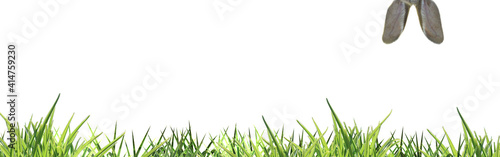 easter bunny ears peeping headlong to green grass isolated on white banner - copy space