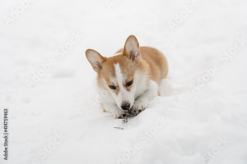 funny pembroke welsh corgi puppy runs and plays in snow drifts in winter