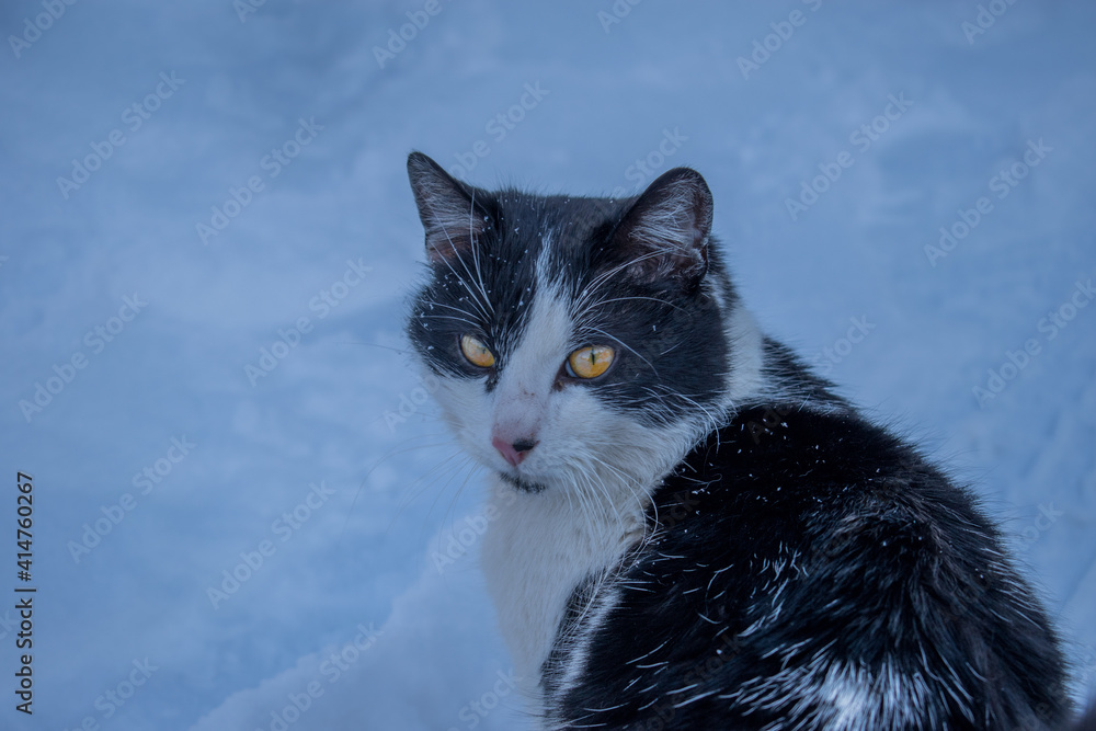 Fototapeta premium cat