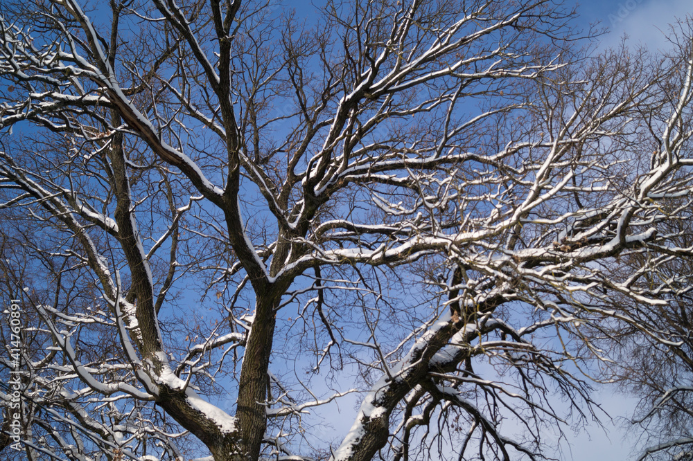 beautiful snow-covered branches in the winter park beautiful snow-covered branches in the winter park