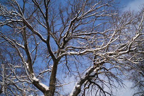 beautiful snow-covered branches in the winter park