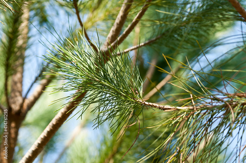 Pine tree branch in the forest 