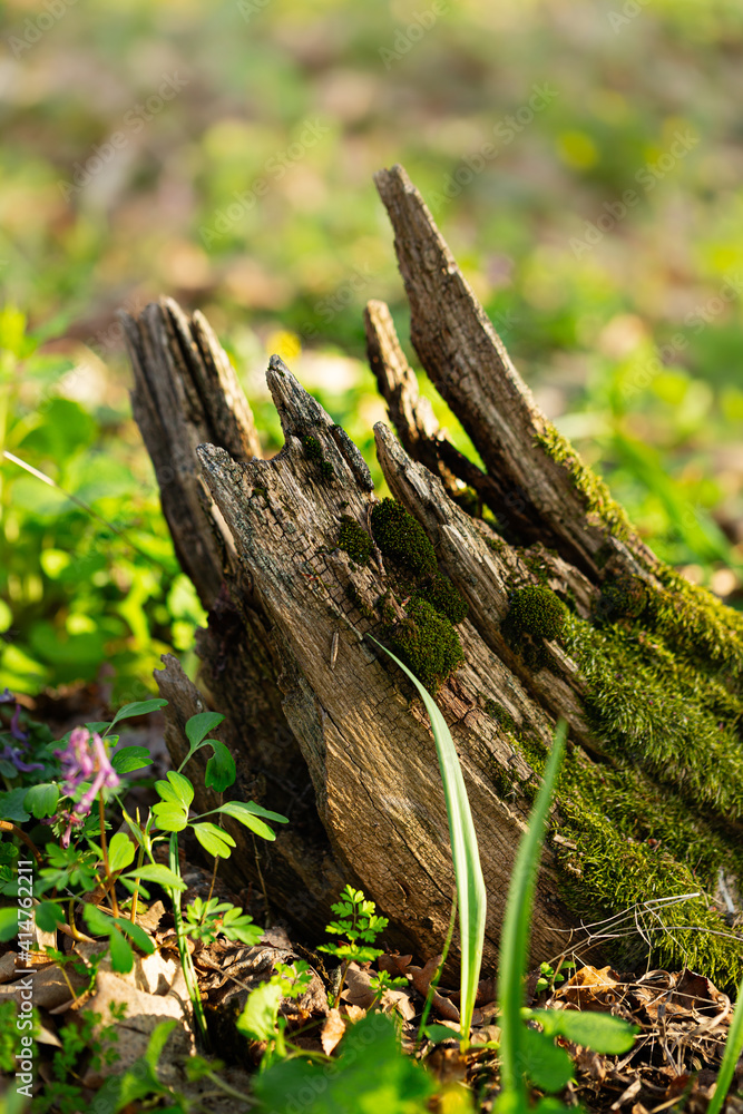 Beautiful tree stump with moss in spring close-up in the forest Beautiful tree stump with moss in spring close-up in the forest