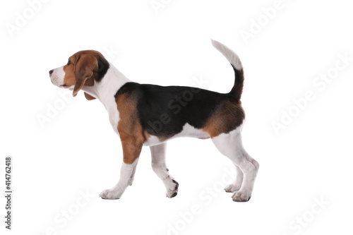 Cute Beagle puppy on white background. Adorable pet