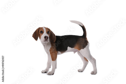 Cute Beagle puppy on white background. Adorable pet