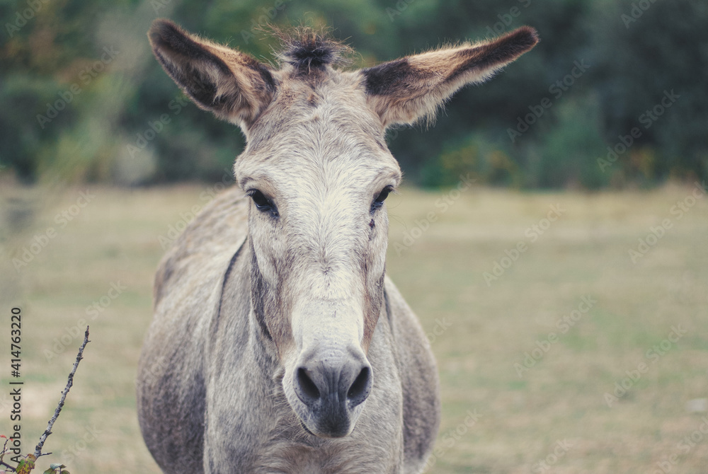 Face of a donkey with big ears, wild animal in danger of extinction