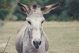 Face of a donkey with big ears, wild animal in danger of extinction
