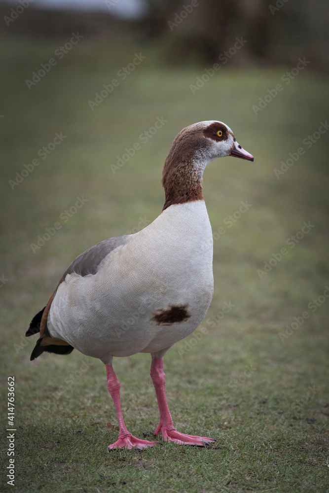 Portrait of an Egyptian goose Portrait of an Egyptian goose