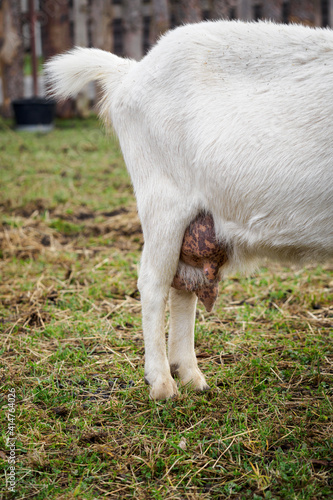 Udder and hind legs of a white goat with a raised tail.