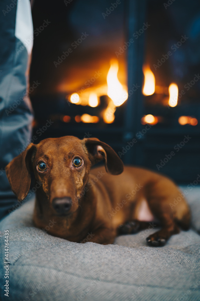 Dachsund sitting in front of a fireplace Dachsund sitting in front of a fireplace