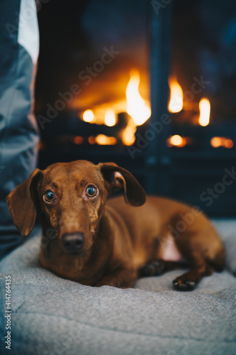 Dachsund sitting in front of a fireplace  © eddie
