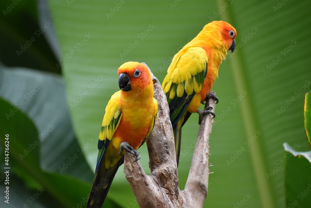 Couple yellow parrot