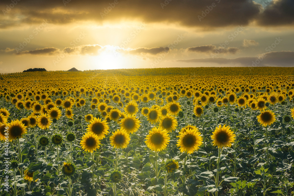 Obraz premium the sunset in a sunflowers field