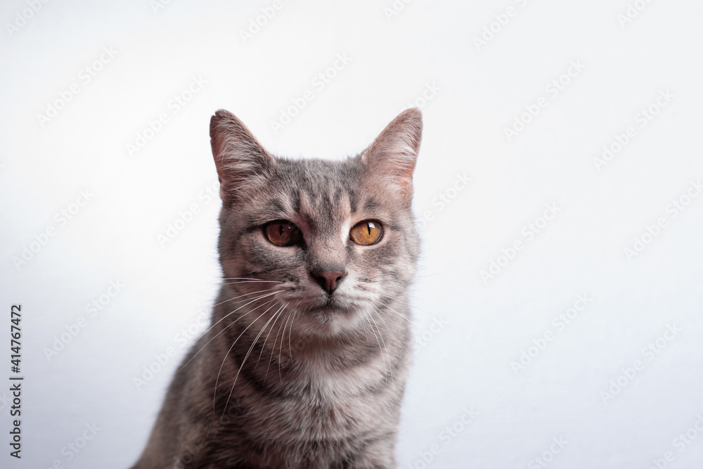 Portrait of a grey striped cat indoors Portrait of a grey striped cat indoors