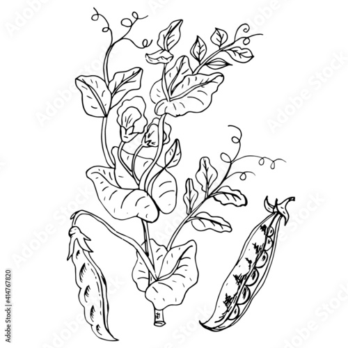 plant peas flowers and pods with a black outline on a white background