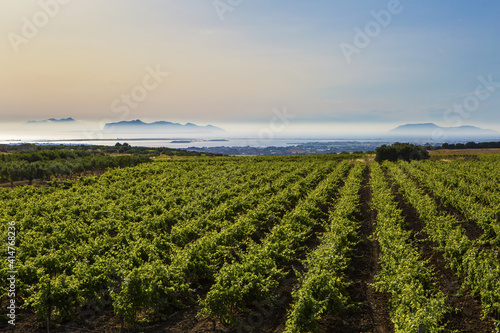 This is the view of the Eolie islands, with the vineyards in the foreground, Marsala (TP), Sicily