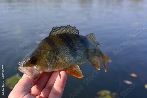 Fototapeta Naklejka Na Ścianę i Meble -  Summer fishing, perch fishing spinning reel on the lake
