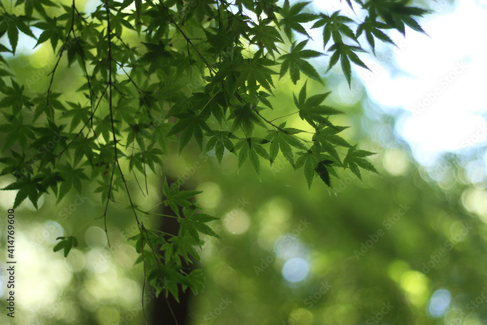 Japanese green maple branches Summer time in Japan Japanese green maple branches Summer time in Japan