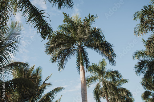 Copy space of silhouette tropical palm tree with sun light on sunset sky and cloud abstract background. Summer vacation and nature travel adventure concept. 