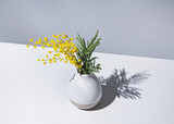 a bouquet of yellow mimosa flowers stands in a ceramic  vase with shadow on a white  and gray background. concept of 8 March, happy women's day