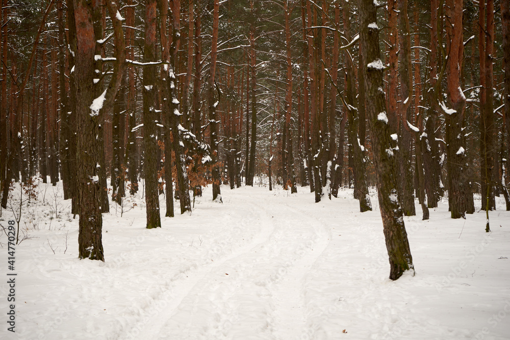 Fototapeta premium leśna zimowa ścieżka