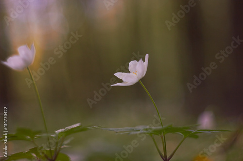 White spring flowers  snowdrops in the forest. Anemone nemorosa - wood anemone  windflower  thimbleweed  and smell fox. Romantic soft gentle artistic image.