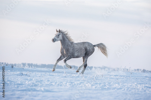 Arabian horse galloping over winter meadow