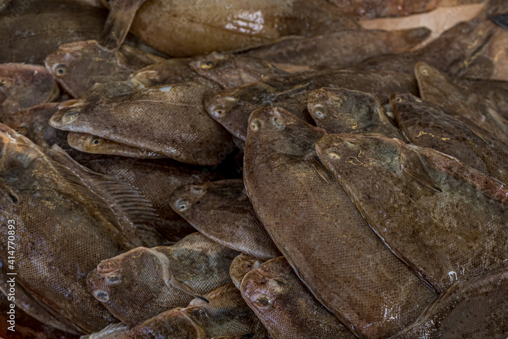 French fish market. Fresh flounder and catfish on the ice. Hight quality photo