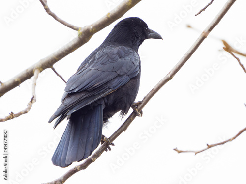 Black raven perching on branch closeup on white background