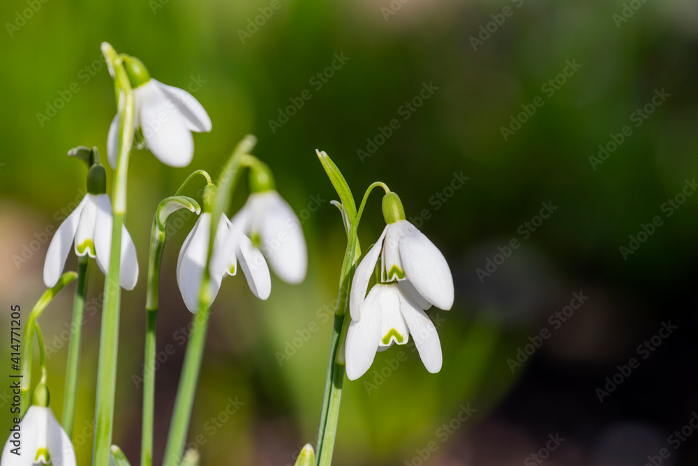 White snowdrop flowers against green bokeh background. Spring blooms (Galanthus) in garden with blurred background copy space White snowdrop flowers against green bokeh background. Spring blooms (Galanthus) in garden with blurred background copy space